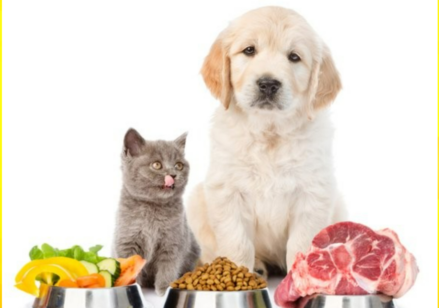 Sắp diễn ra: INTERPETFEST 2025: Triển lãm & Lễ hội Quốc tế Thú cưng Việt Nam